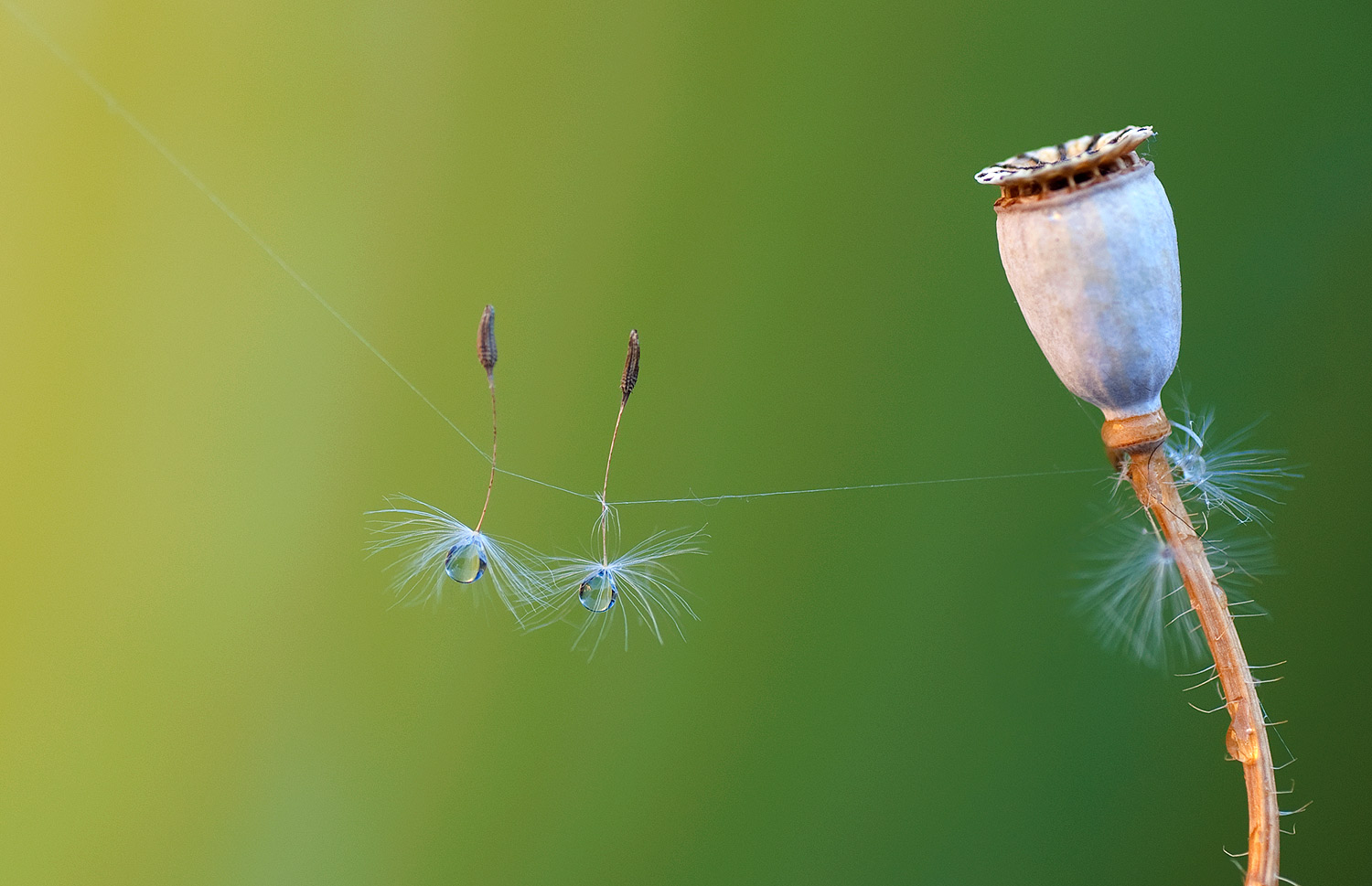 Ballerine del vento su filo di ragnatela