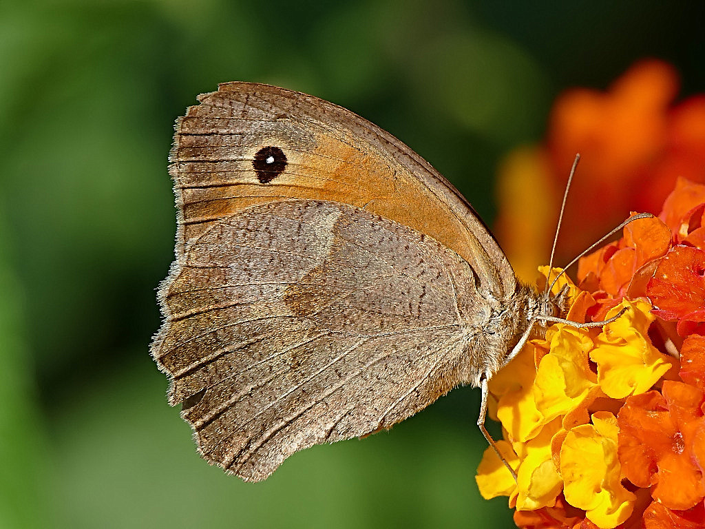 *** A bocca piena ***