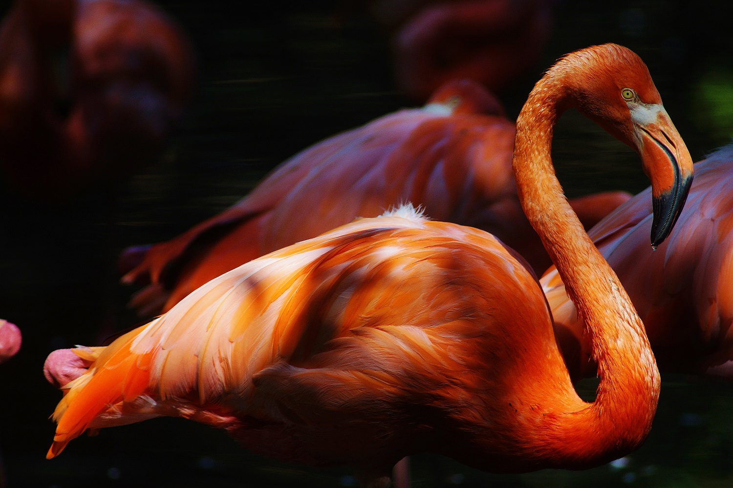 fenicottero maggiore