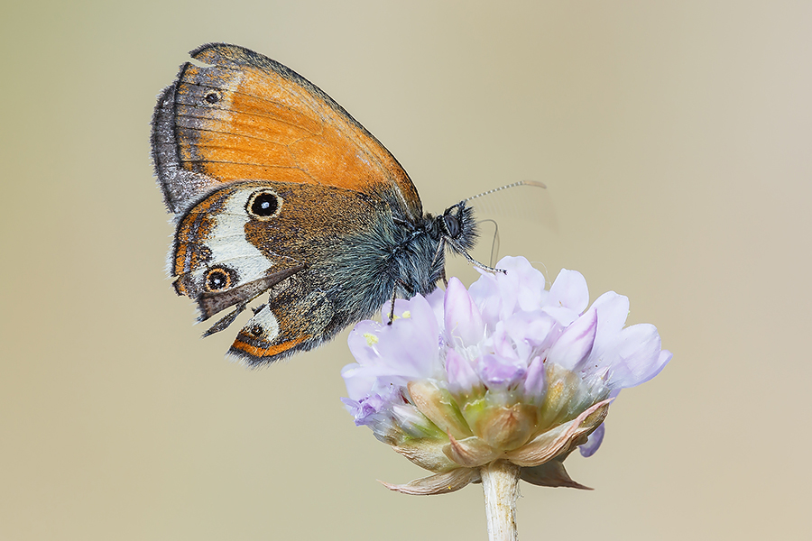 Coenonympha arcania quello che resta