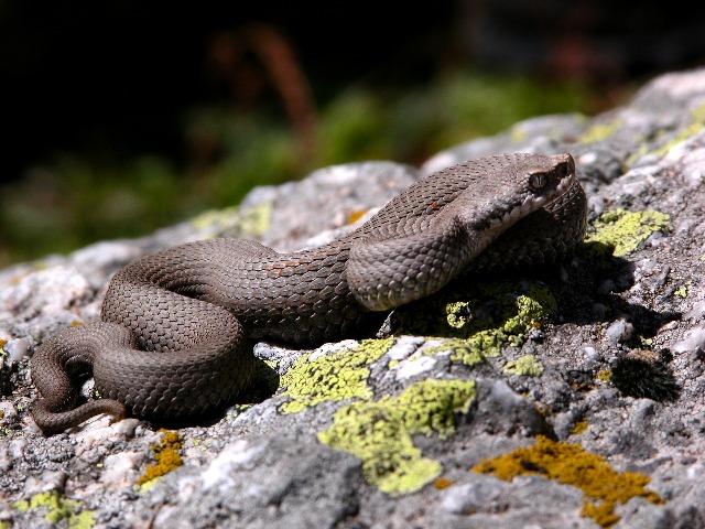 Seconda Vipera