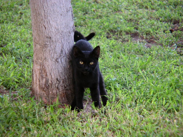 Dedicato ad  elisa19821236982001