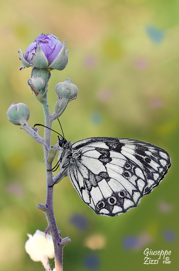 Melanargia Galathea