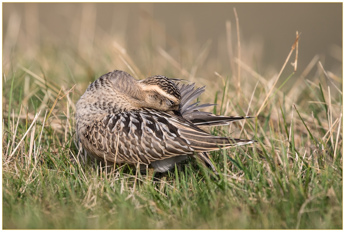 Piviere Tortolino... spulciatina.