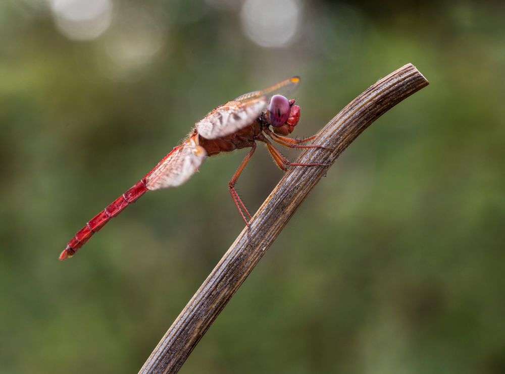 Sympetrum Fonscolombii