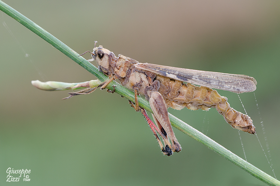 Paura di cadere!!!!!