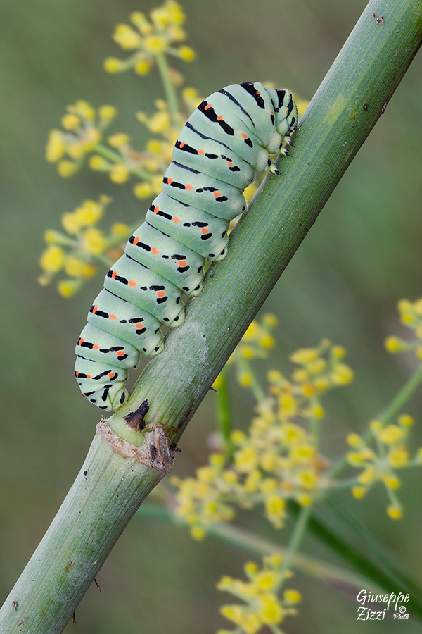 Sulla pianta nutrice