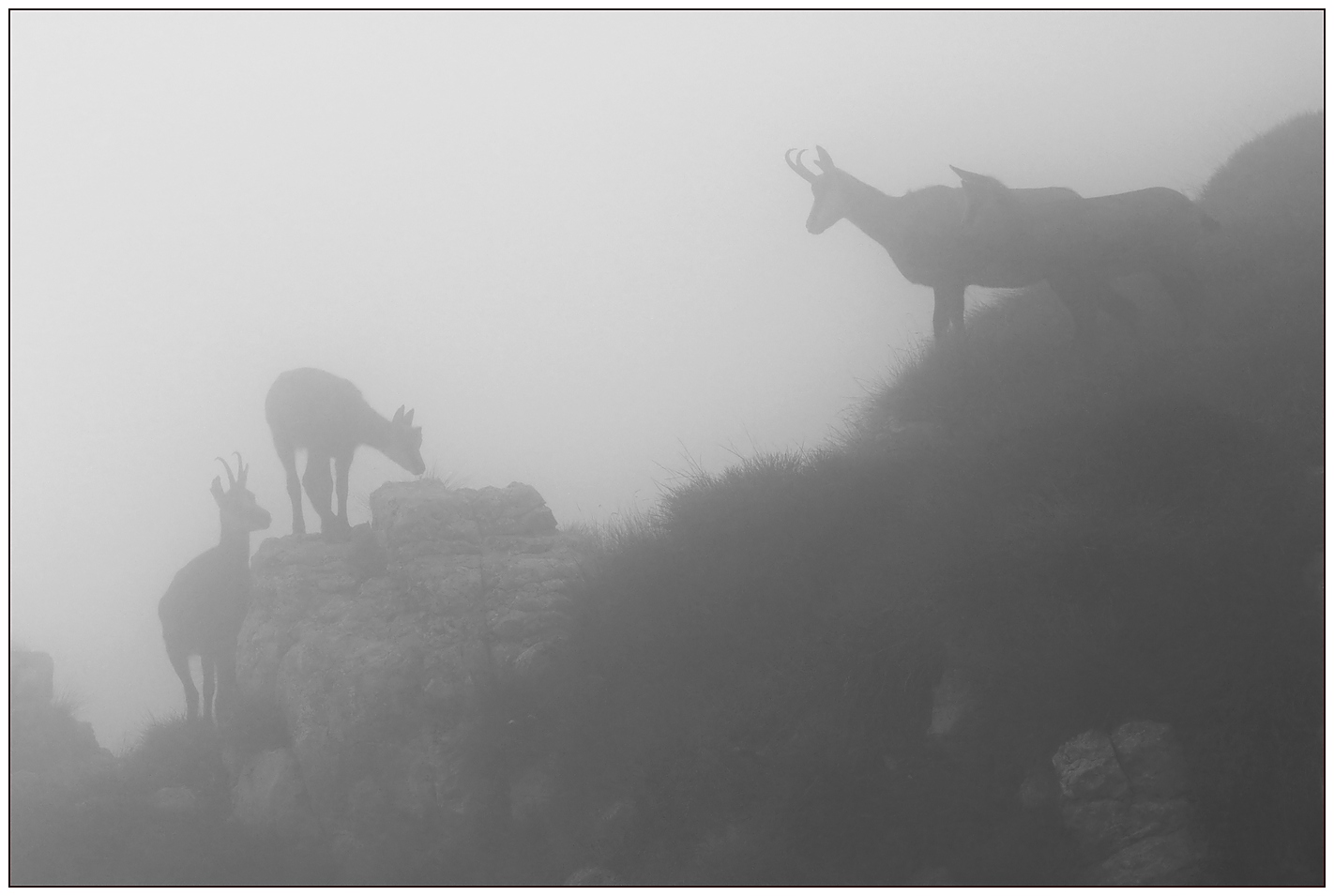 Camosci nella nebbia.