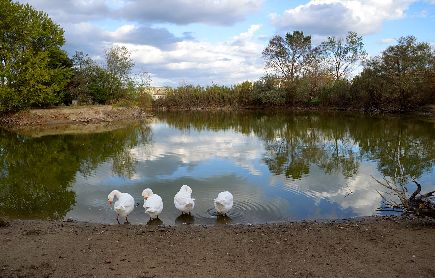Pulizie in compagnia