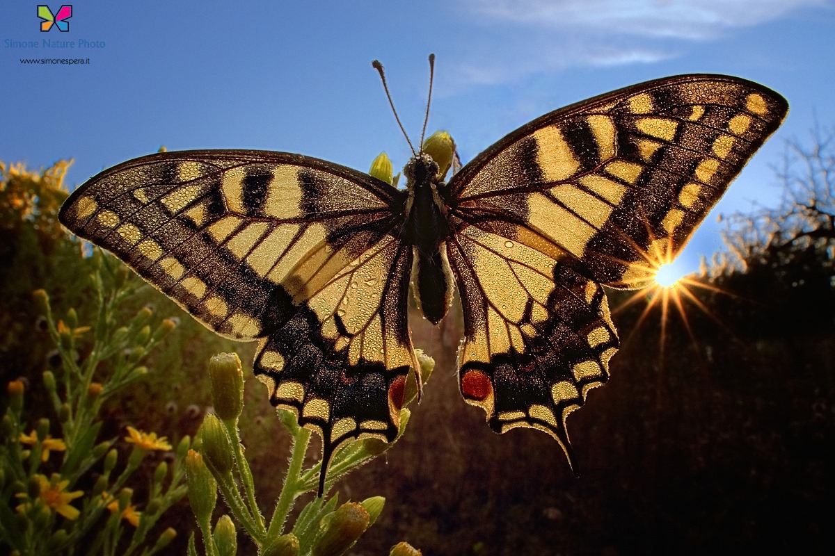 Papilio backlight....