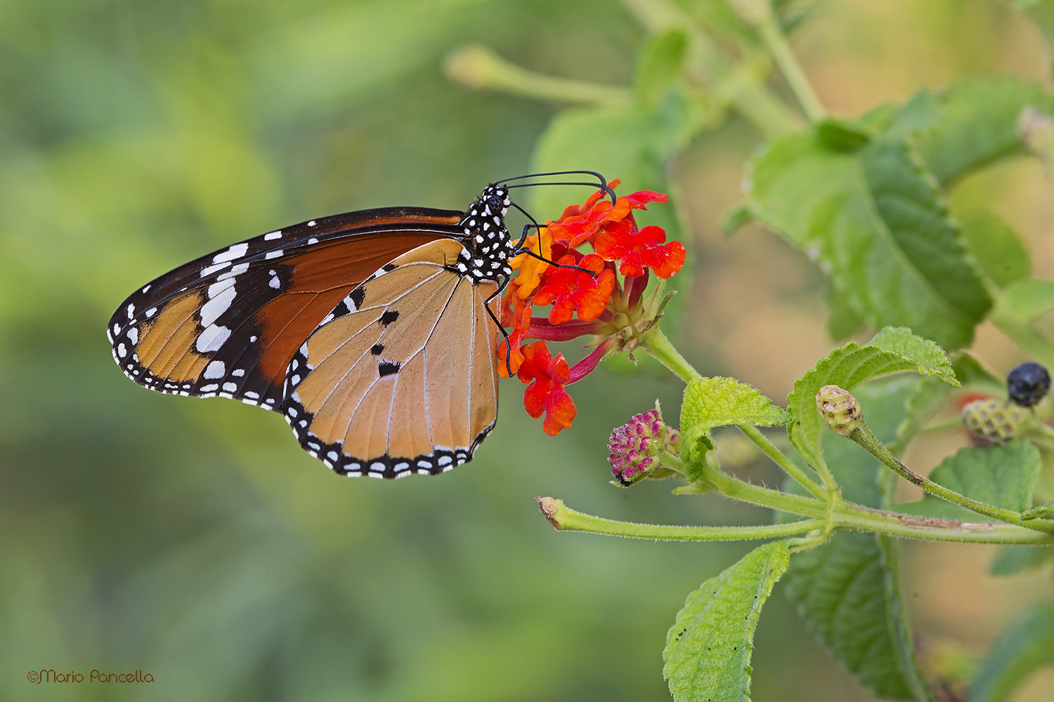 Danaus chrysippus