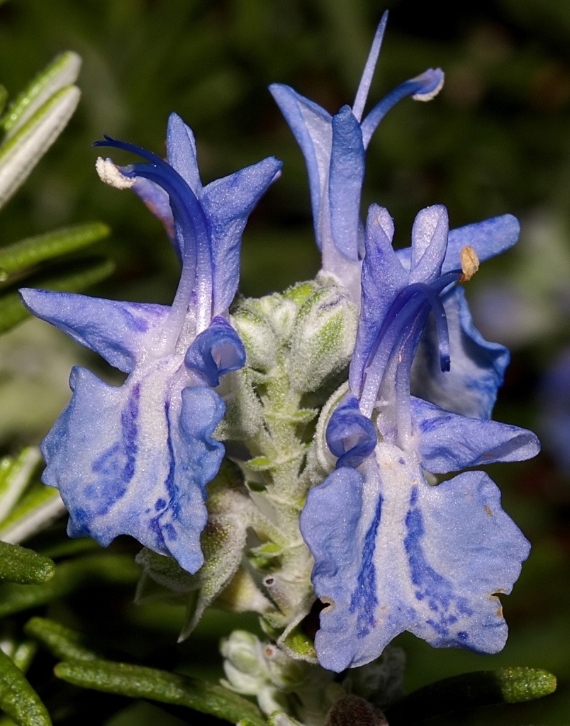 Orchidee di rugiada marina