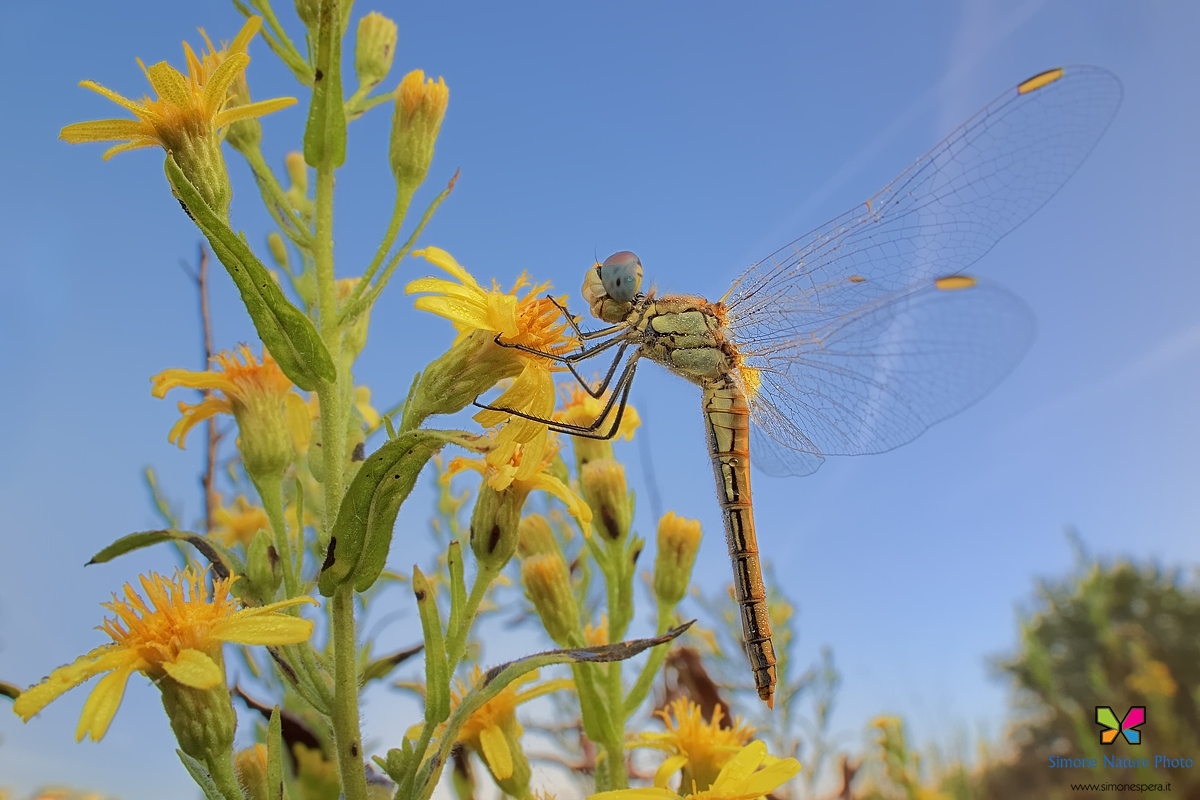 Sympetrum fonscolombii (Selys, 1840)