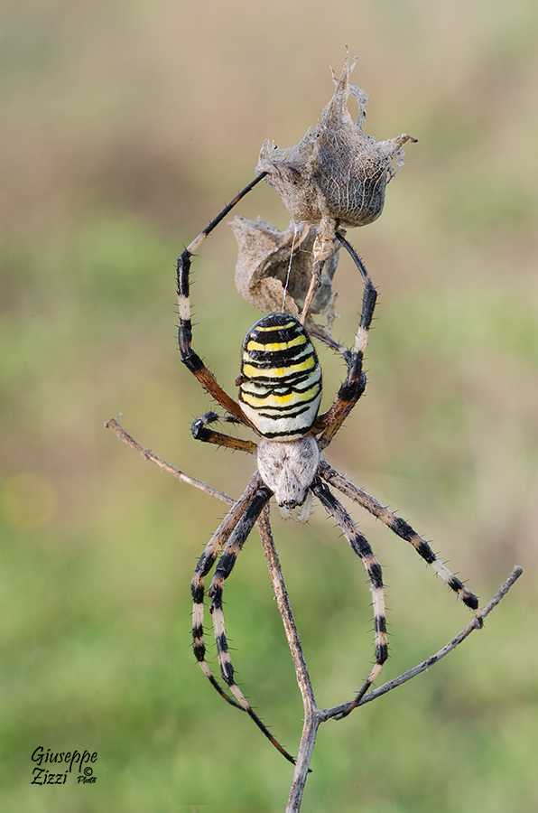 Argiope