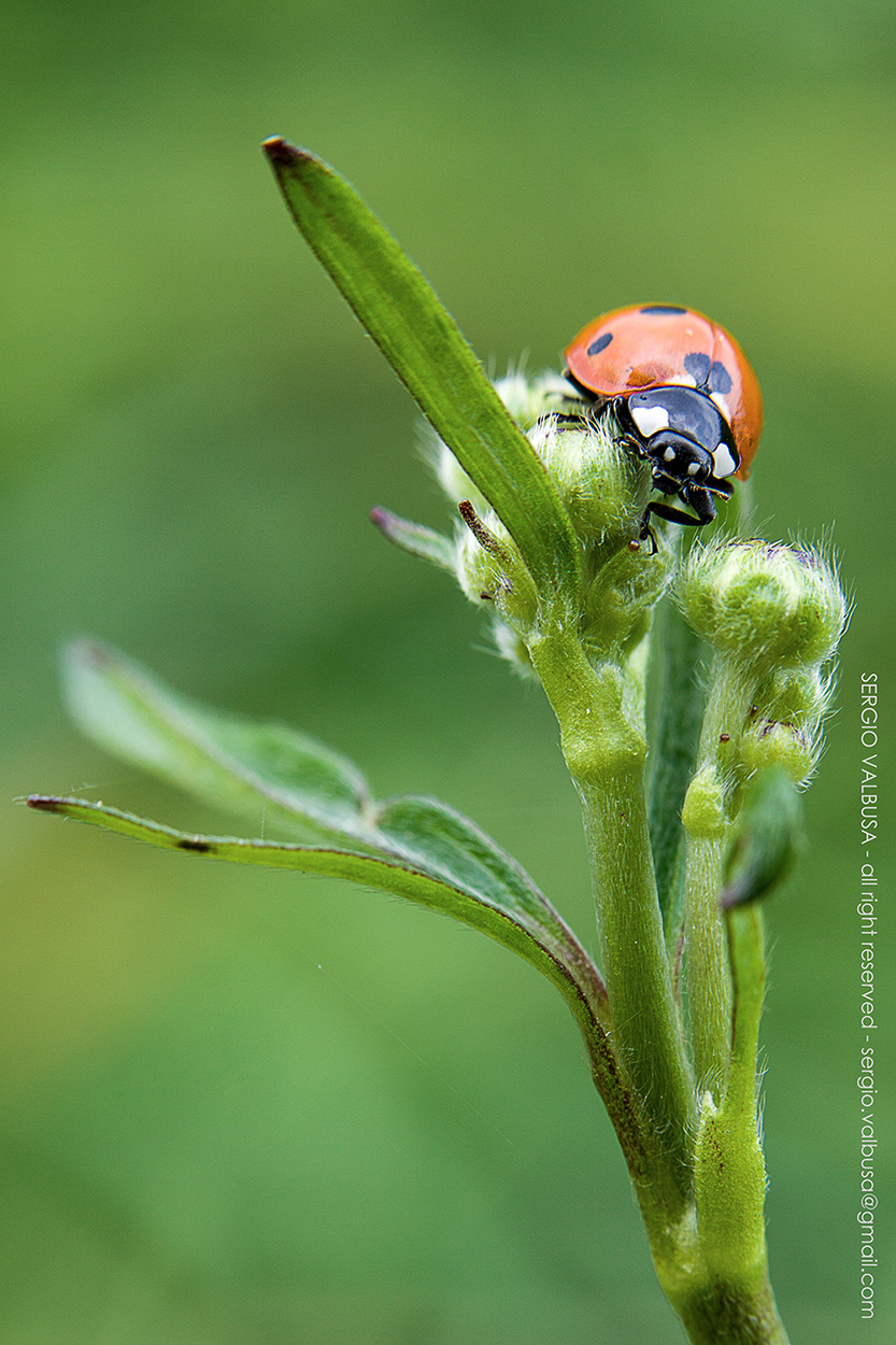 Coccinella curiosa