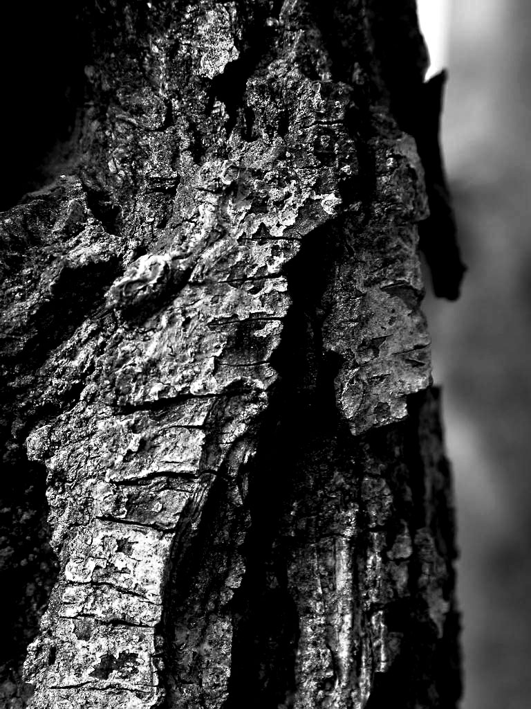 la vecchia corteccia