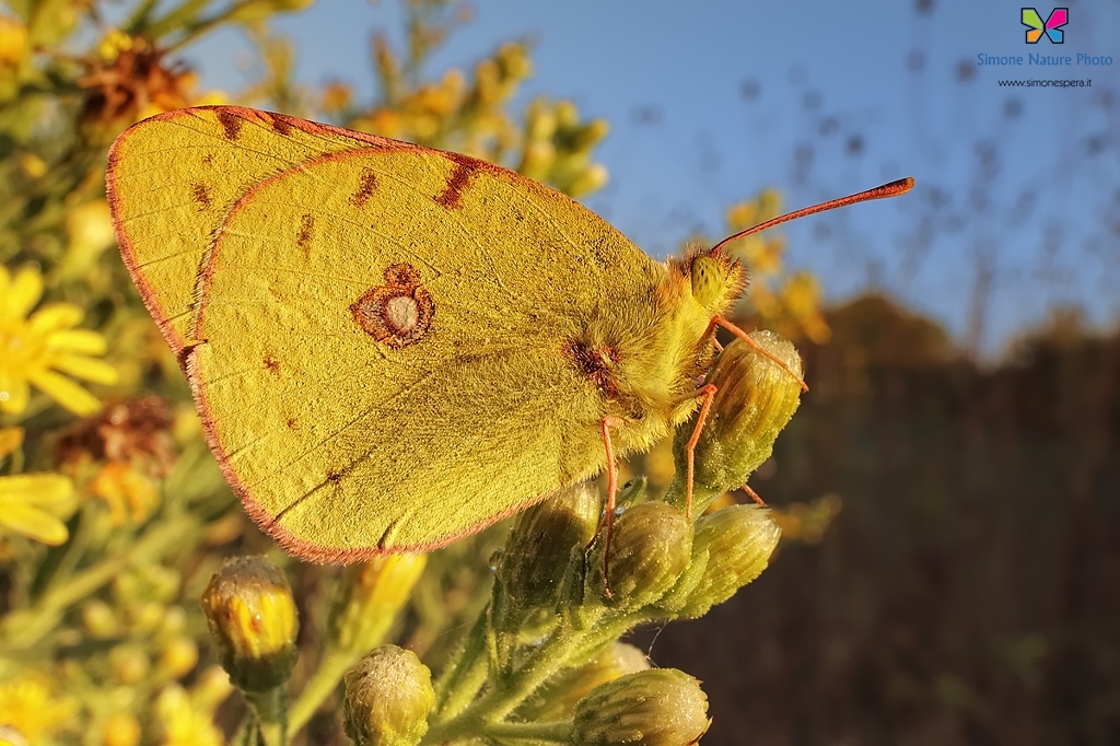 Al sole...Colias wide....