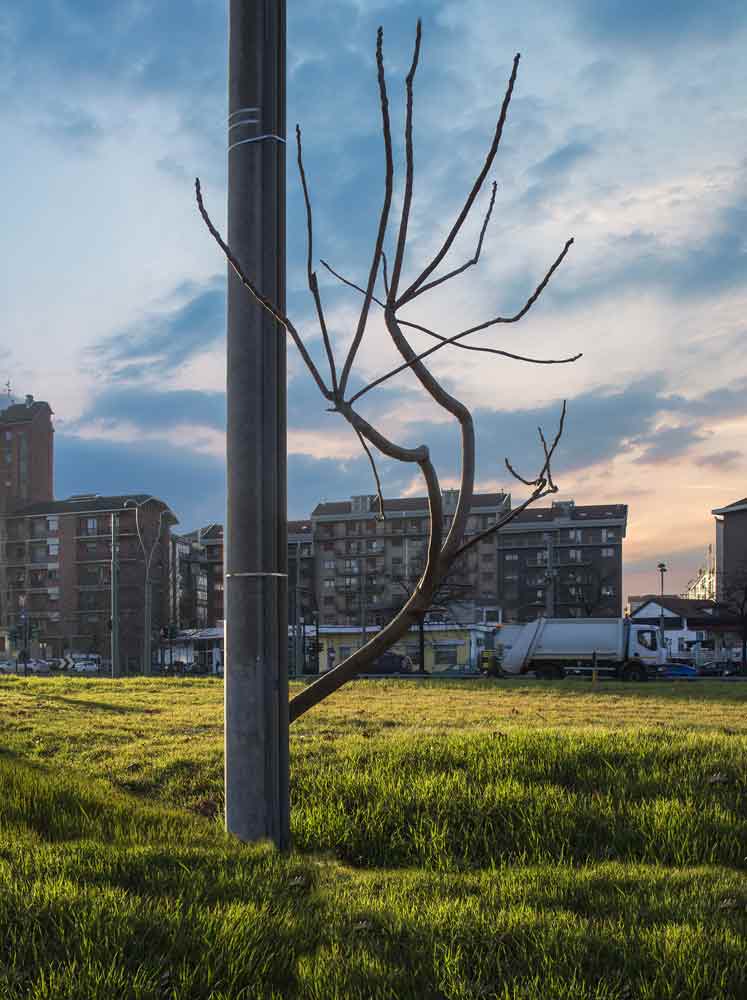 Albero dell'ENEL e del male