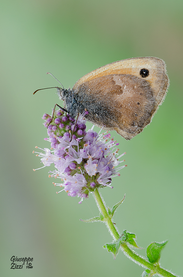 Coenonympha Pamphilus