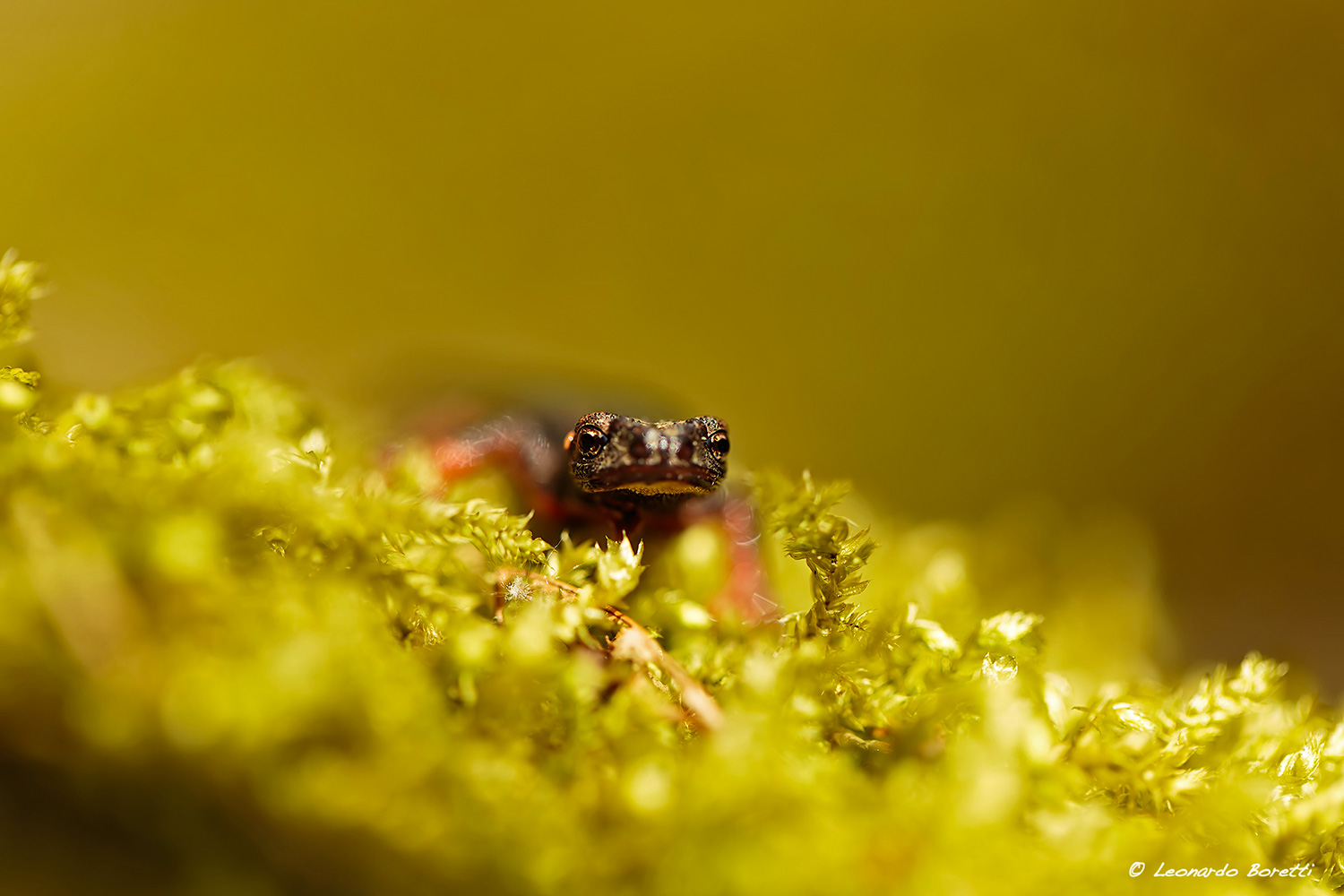 Salamandra dagli Occhiali