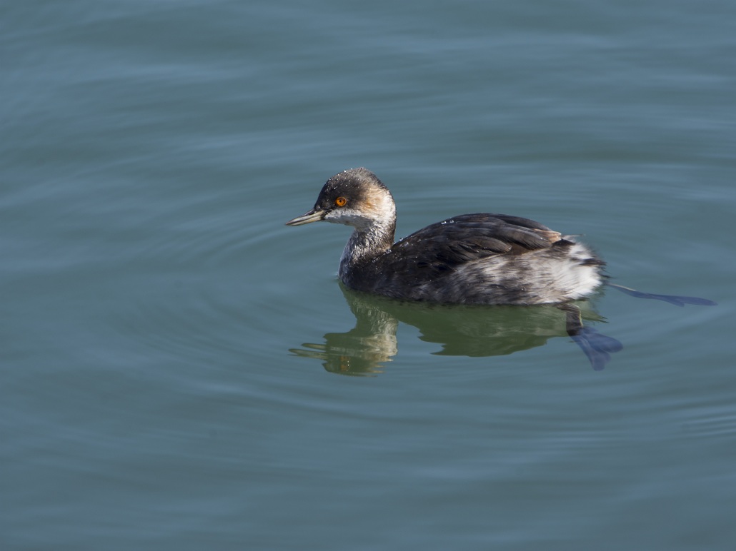 Svasso Minore (piccolo)