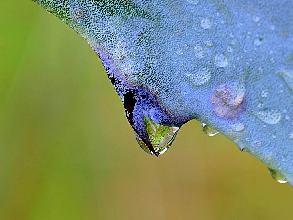 *** Goccia in trappola ***