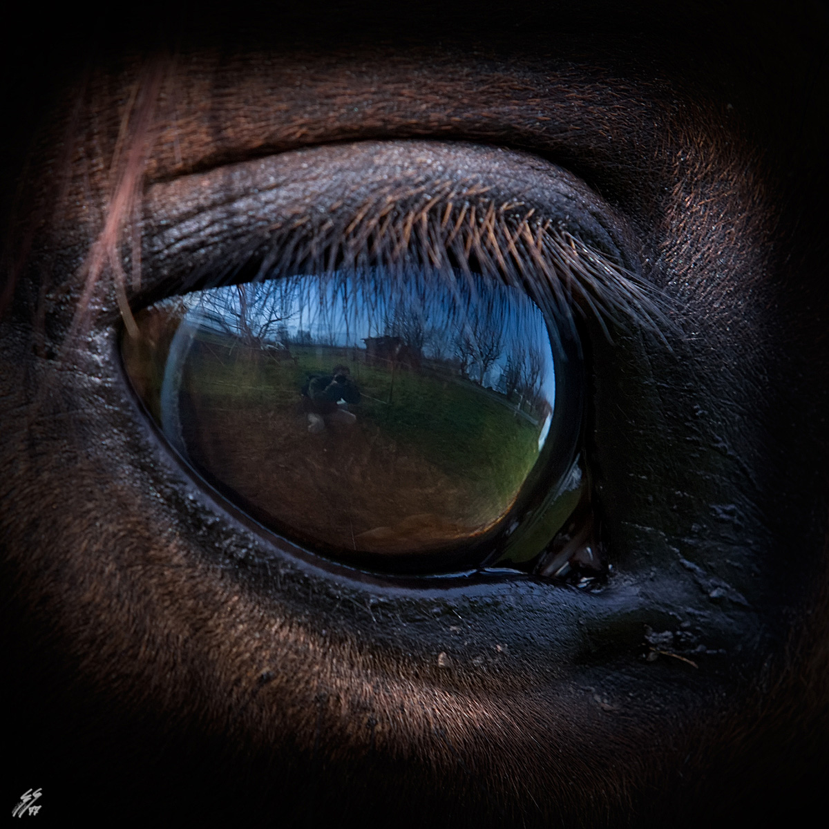 ..fish.....horse-eye..