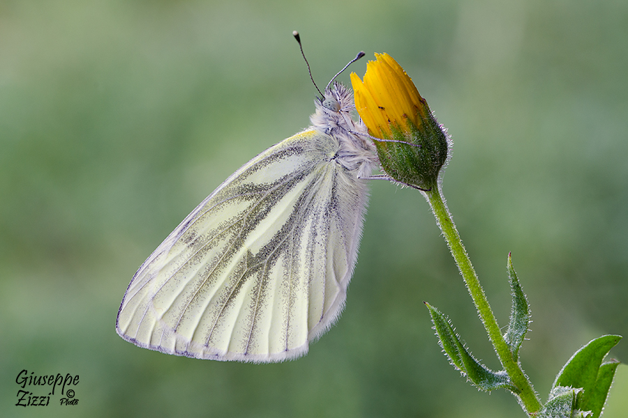 Pieris Napi