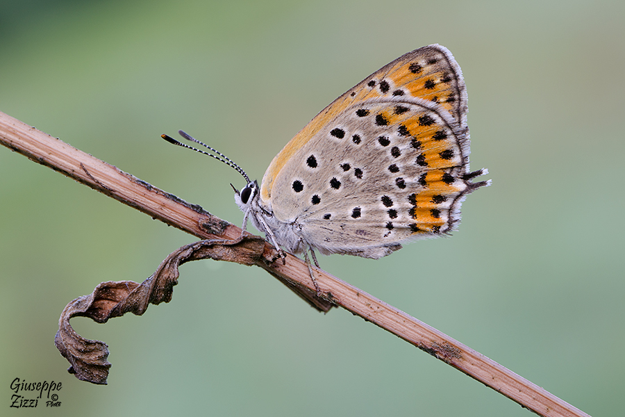 Lycaena Thersamon