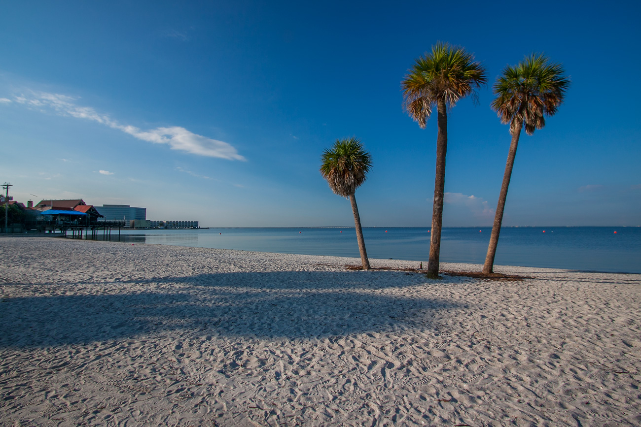 Le palme di Tampa