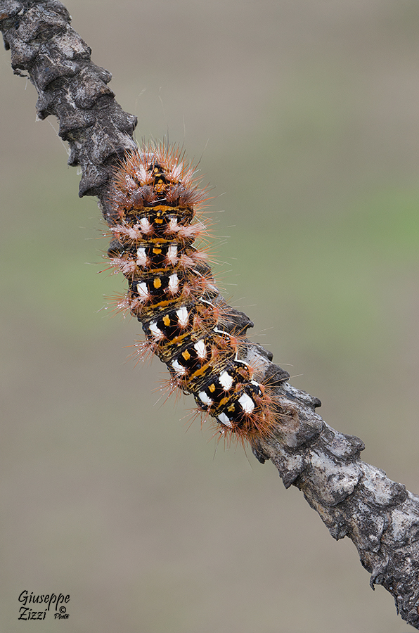 Acronicta (Viminia) rumicis
