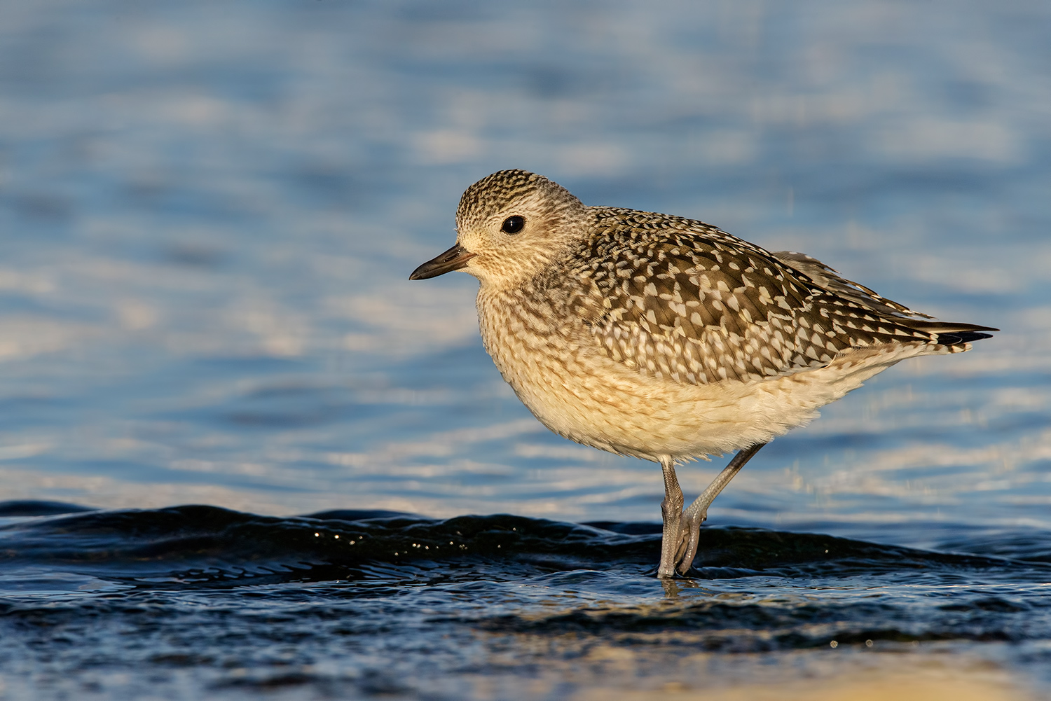 Grey Plover - Pivieressa