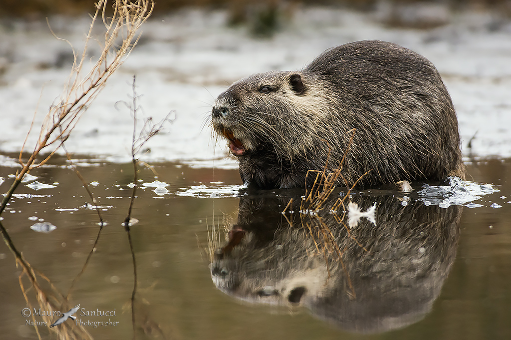 Nutria