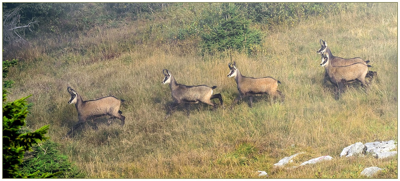 Camosci... sole e foschia.