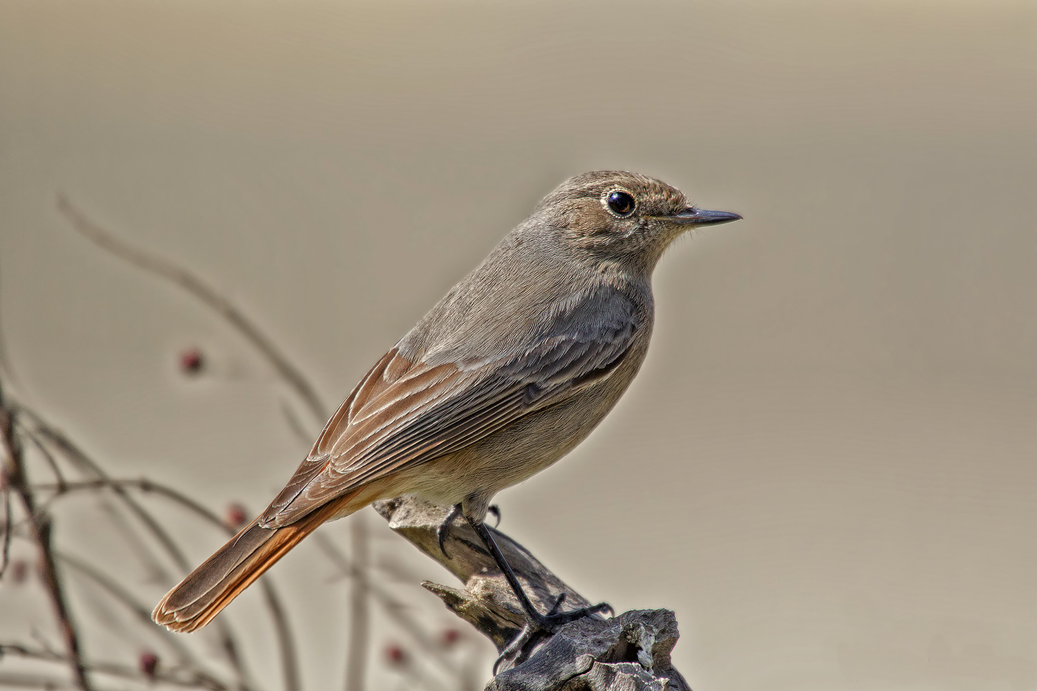 Signora codirosso spazzacamino.