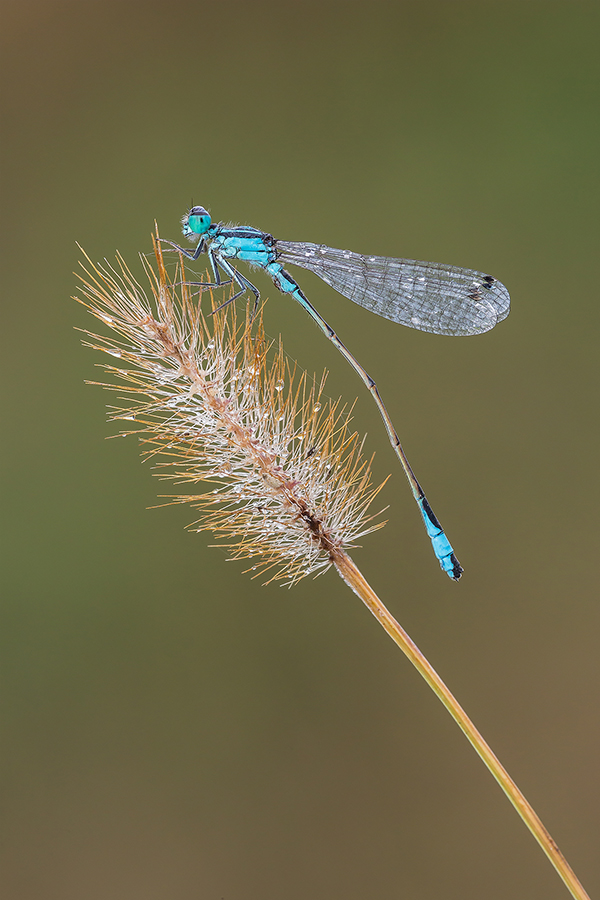 Piccolissima damigella