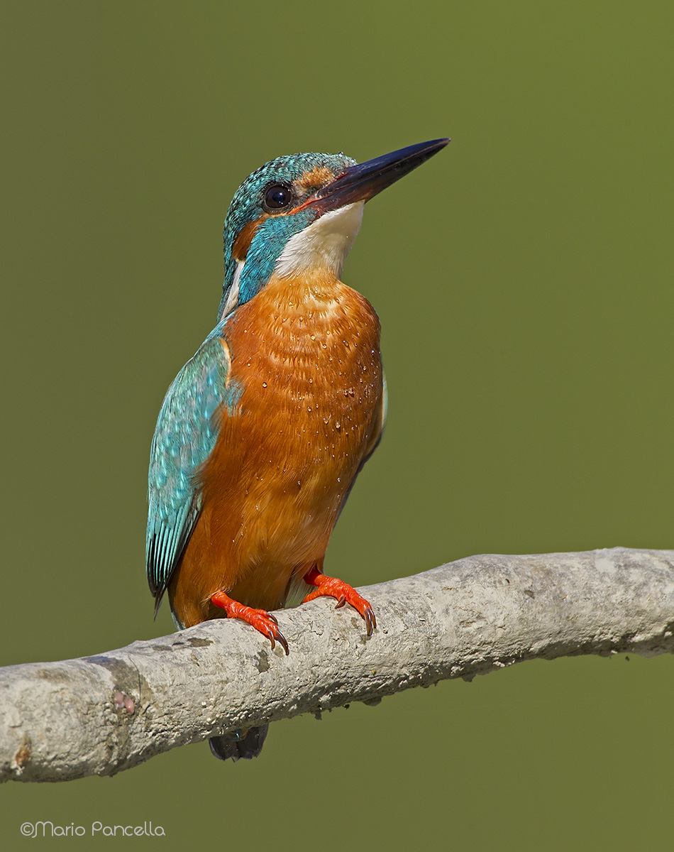 Ritratto del Martin P.