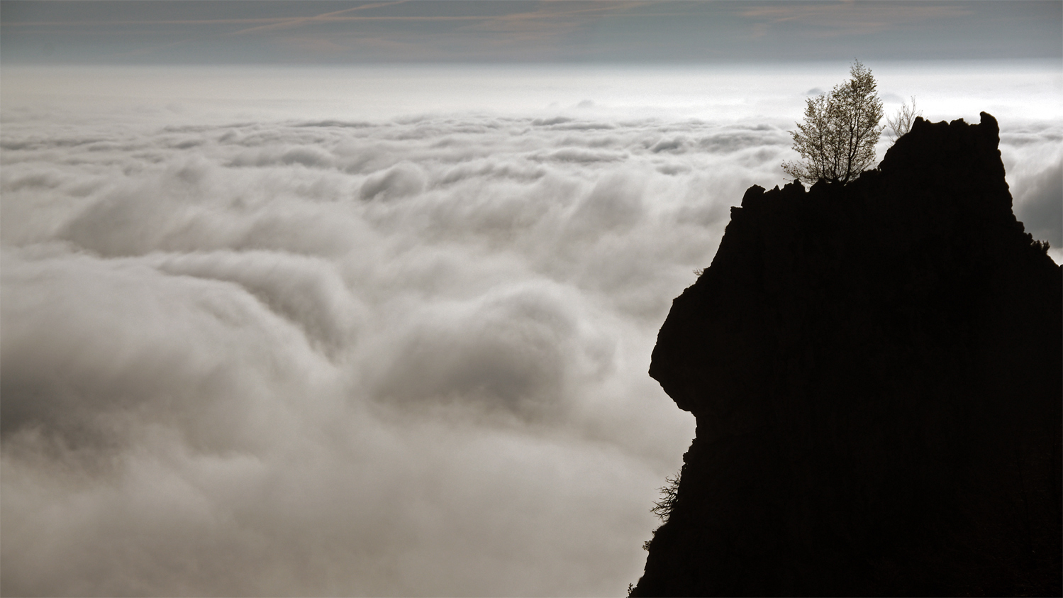 L'albero sullo scoglio