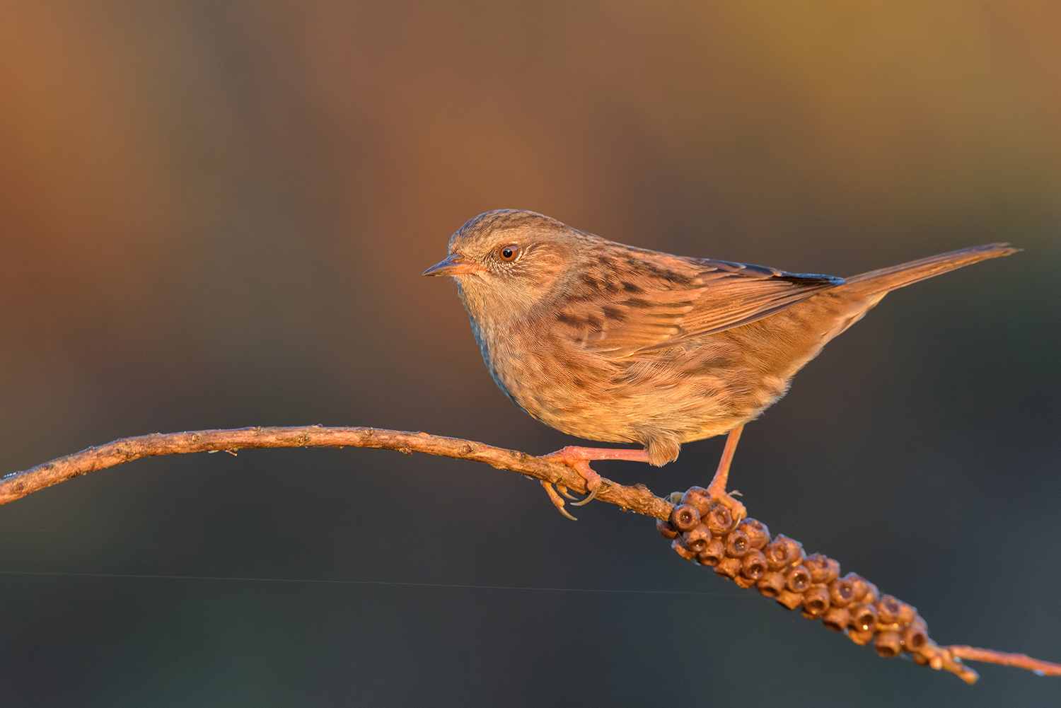 il Fuoco....sulla Scopaiola