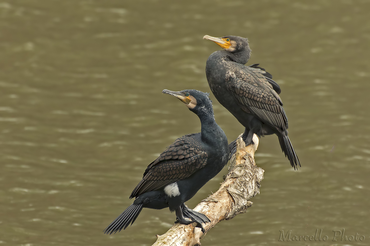 Phalacrocorax carbo Cormorano
