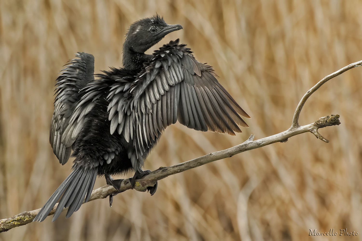 Microcarbo pygmeus o Marangone minore