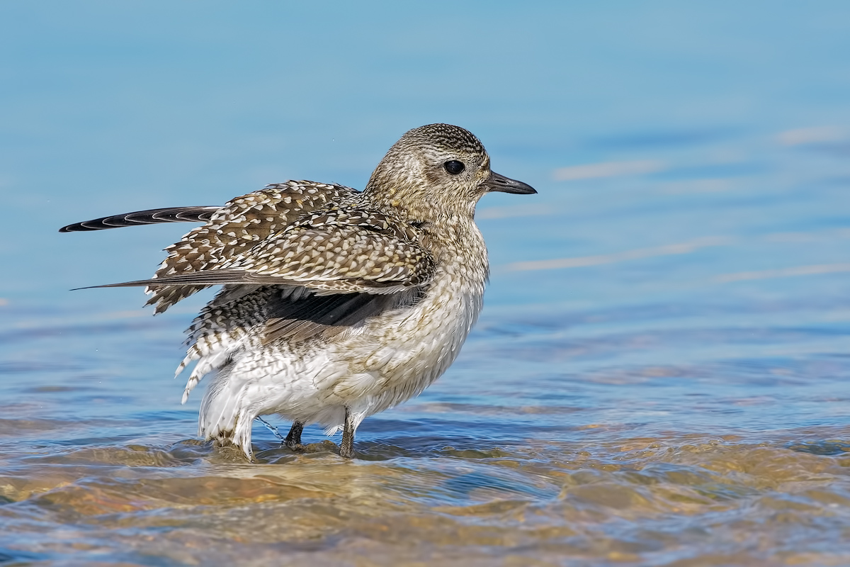 Pivieressa (Pluvialis squatarola)