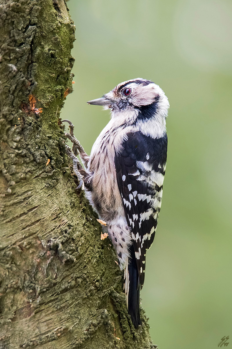 ..picchio rosso minore femmina..