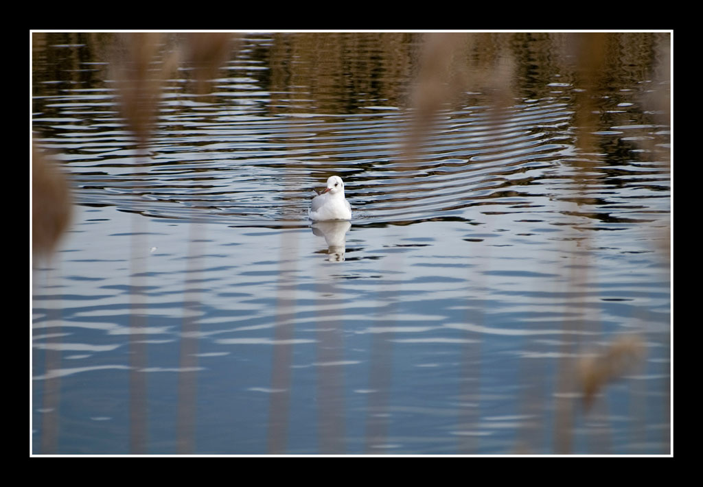 laghetto di portonovo
