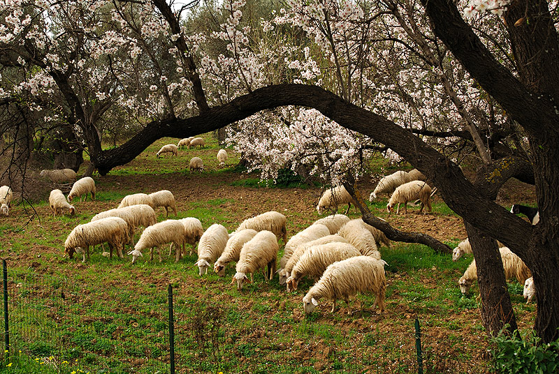 intervallo tra i mandorli