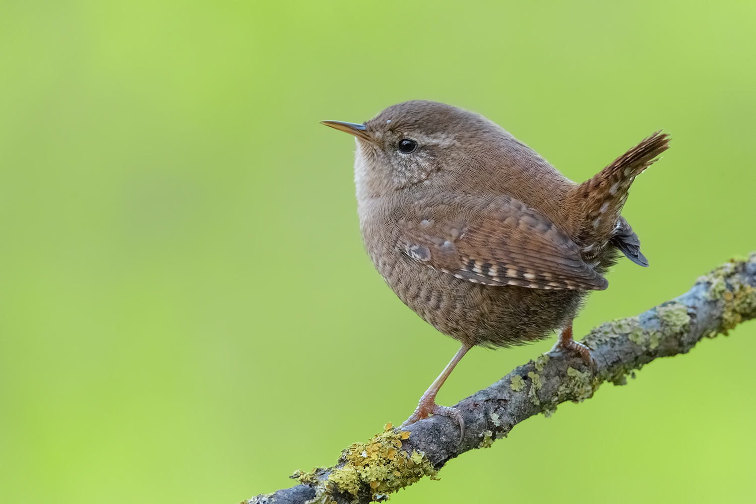 il primo Wren 2016
