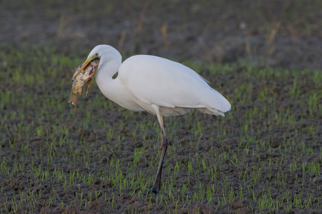 Airone Bianco con preda