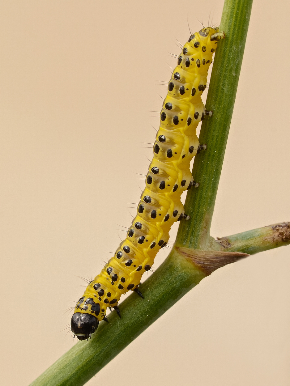 Bruco su finocchio selvatico