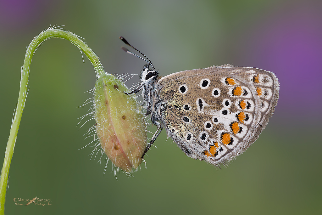 Polyommatus icarus_ Lycaenidae