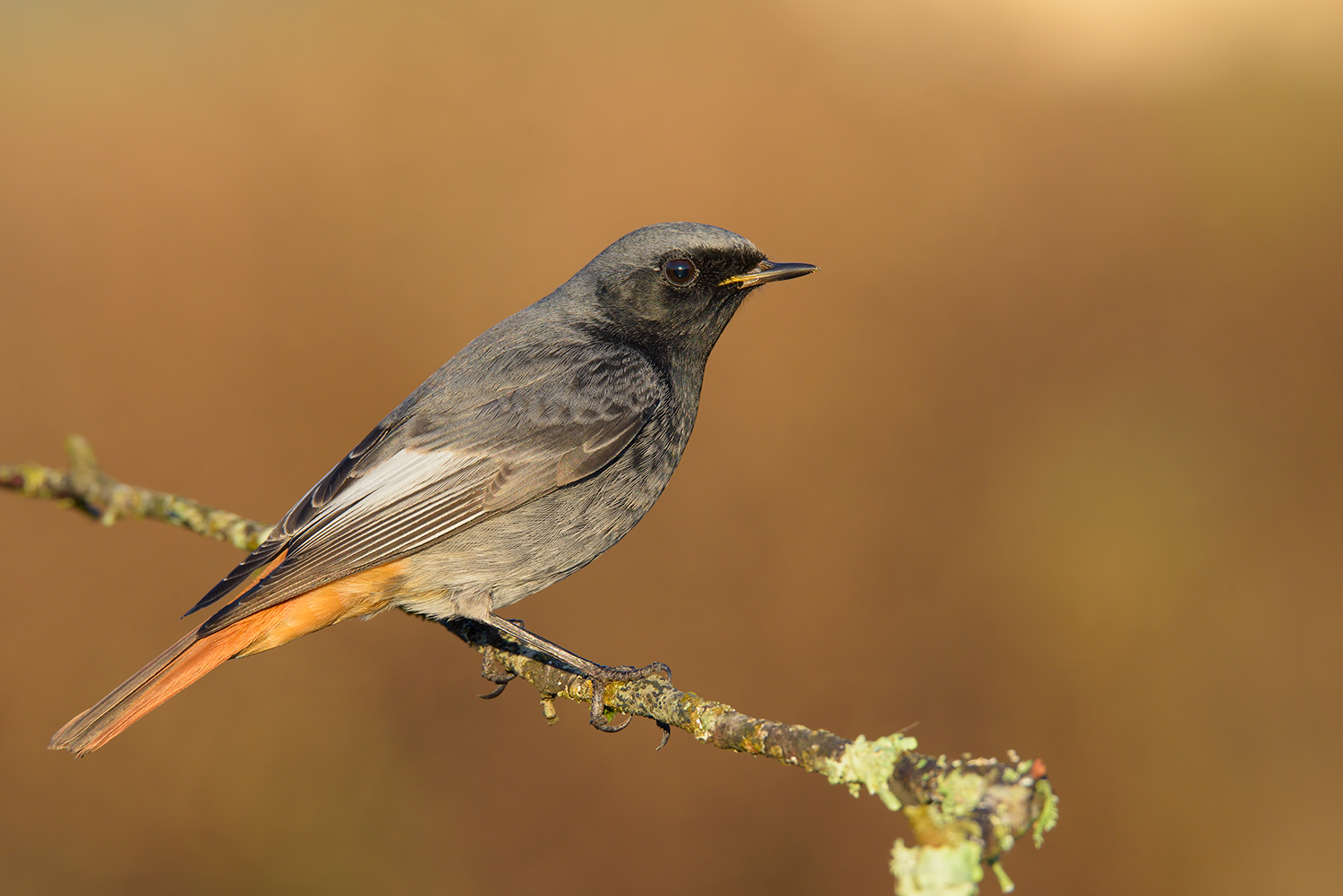 Spazzacamino Maschio